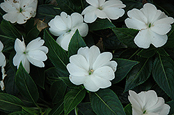Petticoat White New Guinea Impatiens (Impatiens 'Petticoat White') at A Very Successful Garden Center