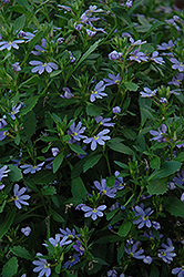 Blue Print Fan Flower (Scaevola aemula 'Blue Print') at A Very Successful Garden Center