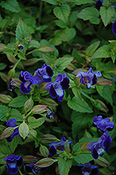 Lovely Purple Torenia (Torenia 'Lovely Purple') at A Very Successful Garden Center