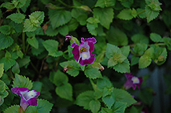 Lovely Punky Violet Torenia (Torenia 'Lovely Punky Violet') at Lakeshore Garden Centres