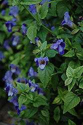 Torrie Blue Torenia (Torenia 'Torrie Blue') at A Very Successful Garden Center