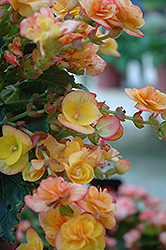 Eva Begonia (Begonia x hiemalis 'Eva') at A Very Successful Garden Center
