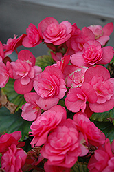 Dragone Dusty Rose Begonia (Begonia x hiemalis  'Dragone Dusty Rose') at A Very Successful Garden Center