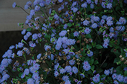 Monarch Mediano Lilac Grace Flossflower (Ageratum 'Monarch Mediano Lilac Grace') at Lakeshore Garden Centres
