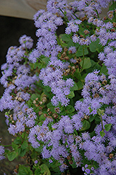 Monarch Grande Blue Flossflower (Ageratum 'Monarch Grande Blue') at Lakeshore Garden Centres