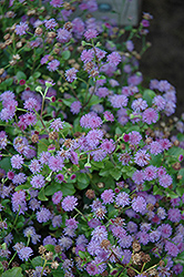 Monarch Mediano Amethyst Flossflower (Ageratum 'Monarch Mediano Amethyst') at Lakeshore Garden Centres
