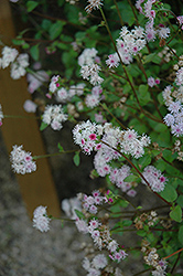 Monarch Mediano Pink Halo Flossflower (Ageratum 'Monarch Mediano Pink Halo') at A Very Successful Garden Center