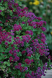 Artist Purple Flossflower (Ageratum 'Agmontis') at A Very Successful Garden Center