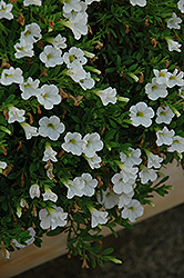 MiniFamous Perfect White Calibrachoa (Calibrachoa 'MiniFamous Perfect White') at A Very Successful Garden Center