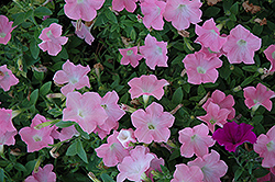 Easy Wave Shell Pink Petunia (Petunia 'Easy Wave Shell Pink') at A Very Successful Garden Center