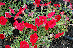 Shock Wave Red Petunia (Petunia 'Shock Wave Red') at A Very Successful Garden Center