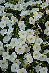 Picobella Cascade White Petunia (Petunia 'Picobella Cascade White') at A Very Successful Garden Center