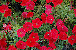 Picobella Cascade Red Petunia (Petunia 'Picobella Cascade Red') at A Very Successful Garden Center