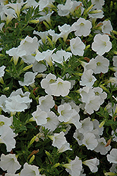 Pop Rocks White Petunia (Petunia 'Pop Rocks White') at Lakeshore Garden Centres