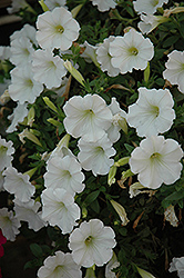 Fame White Petunia (Petunia 'Fame White') at A Very Successful Garden Center