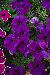 Famous Blue Velvet Petunia (Petunia 'Famous Blue Velvet') at A Very Successful Garden Center