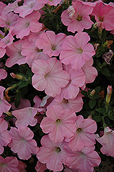 Famous Pink Petunia (Petunia 'Famous Pink') at A Very Successful Garden Center