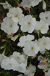 Famous New White Petunia (Petunia 'Famous New White') at A Very Successful Garden Center