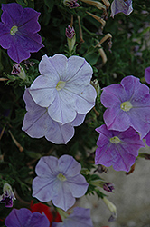 Fame Sky Blue Petunia (Petunia 'Fame Sky Blue') at A Very Successful Garden Center