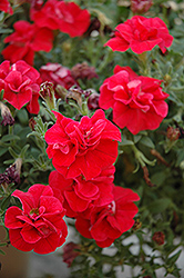 SweetSunshine Red Petunia (Petunia 'SweetSunshine Red') at A Very Successful Garden Center