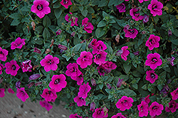 Soleil Purple Petunia (Petunia 'Soleil Purple') at A Very Successful Garden Center