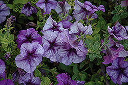 Paparazzi Paladium Purple Petunia (Petunia 'Paparazzi Paladium Purple') at Lakeshore Garden Centres