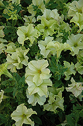 Sophistica Lime Green Petunia (Petunia 'Sophistica Lime Green') at A Very Successful Garden Center