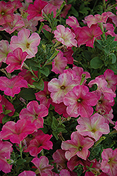 Debonair Dusty Rose Petunia (Petunia 'Debonair Dusty Rose') at A Very Successful Garden Center