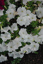 Duvet White Petunia (Petunia 'Duvet White') at A Very Successful Garden Center