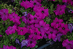 Limbo Violet Petunia (Petunia 'Limbo Violet') at A Very Successful Garden Center