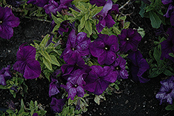 Limbo Deep Purple Petunia (Petunia 'Limbo Deep Purple') at A Very Successful Garden Center