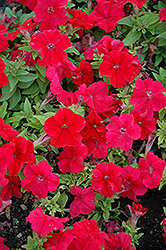 Limbo Red Petunia (Petunia 'Limbo Red') at A Very Successful Garden Center
