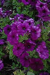 Mambo Deep Purple Petunia (Petunia 'Mambo Deep Purple') at A Very Successful Garden Center