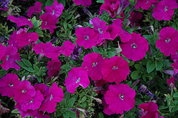 Mambo Purple Petunia (Petunia 'Mambo Purple') at A Very Successful Garden Center