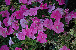 Mambo Sweet Pink Petunia (Petunia 'Mambo Sweet Pink') at A Very Successful Garden Center