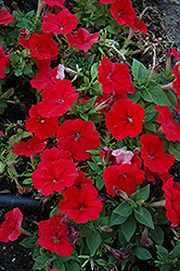 Mambo Red Petunia (Petunia 'Mambo Red') at A Very Successful Garden Center