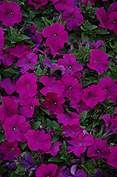 Pretty Flora Purple Petunia (Petunia 'Pretty Flora Purple') at A Very Successful Garden Center