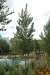 Okanese Poplar (Populus 'Okanese') at Lakeshore Garden Centres