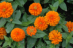 Magellan Orange Zinnia (Zinnia 'Magellan Orange') at A Very Successful Garden Center