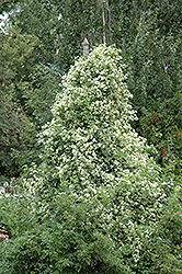 Sweet Autumn Clematis (Clematis terniflora) at Green Thumb Garden Centre