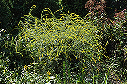Fireworks Goldenrod (Solidago rugosa 'Fireworks') at A Very Successful Garden Center
