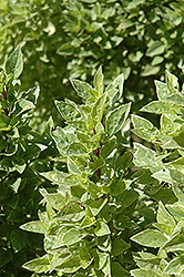 Pesto Perpetuo Basil (Ocimum x citriodorum 'Pesto Perpetuo') at A Very Successful Garden Center