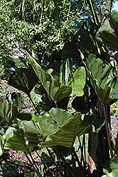 Coffee Cups Elephant Ear (Colocasia esculenta 'Coffee Cups') at A Very Successful Garden Center