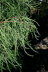 Debonair Baldcypress (Taxodium distichum 'Morris') at A Very Successful Garden Center