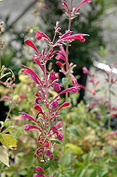 Raspberry Summer Hyssop (Agastache 'Raspberry Summer') at A Very Successful Garden Center