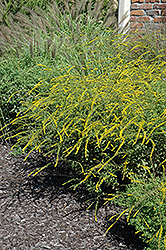Fireworks Goldenrod (Solidago rugosa 'Fireworks') at A Very Successful Garden Center