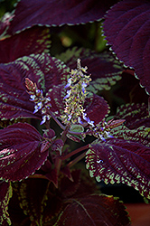 Emotions Sophisticated Coleus (Solenostemon scutellarioides 'Sophisticated') at A Very Successful Garden Center