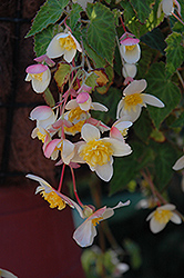 Bon Bon Sherbet Begonia (Begonia boliviensis 'Yabon') at A Very Successful Garden Center