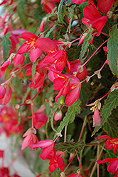 Bon Bon Cherry Begonia (Begonia boliviensis 'Yachbon') at Lakeshore Garden Centres