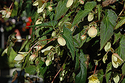 Million Kisses Honeymoon Begonia (Begonia 'Yamoon') at A Very Successful Garden Center